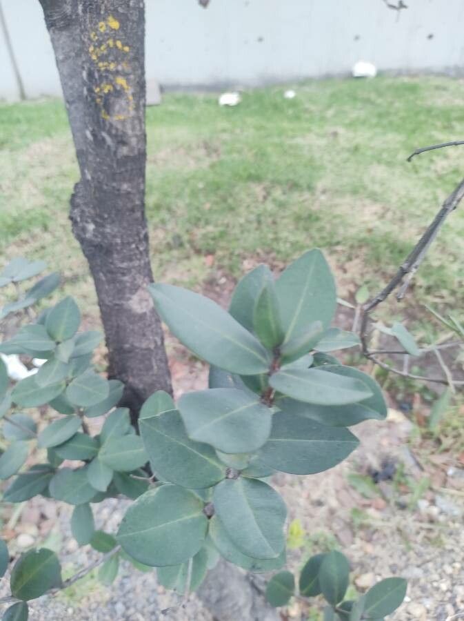 Myrcianthes rhopaloides — houseplant care guide