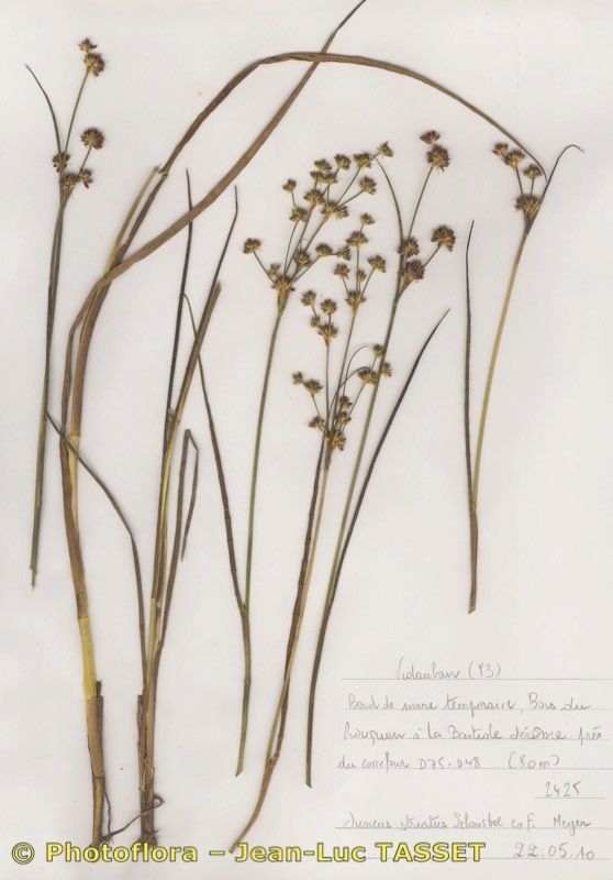 Juncus striatus habit