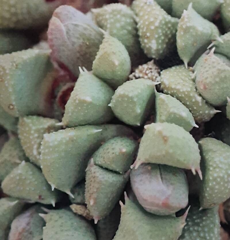 Stomatium villetii leaf