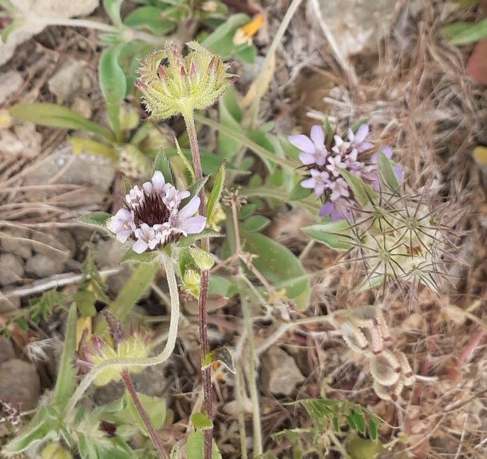 Lomelosia brachiata fruit