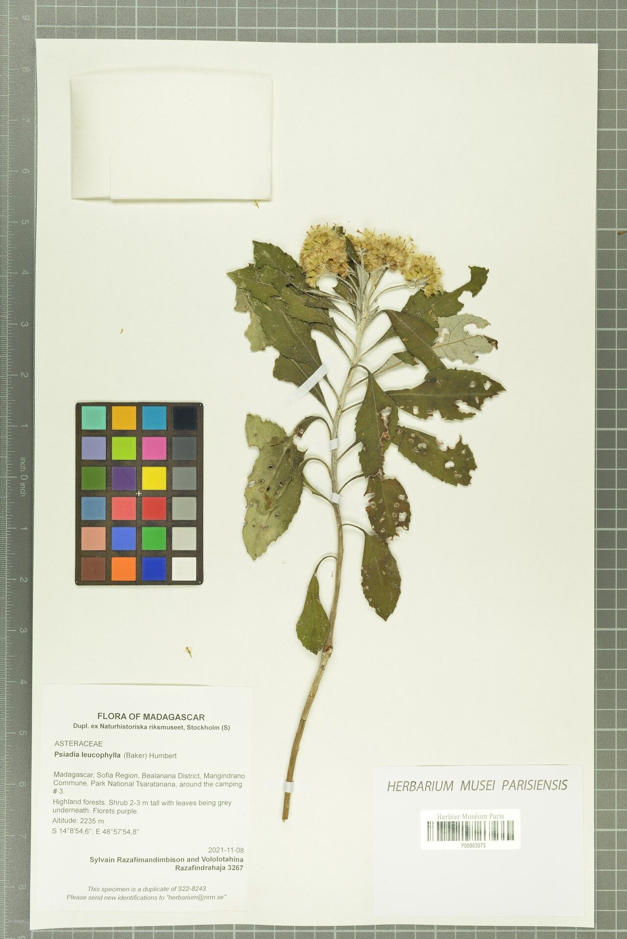 Psiadia leucophylla — houseplant care guide