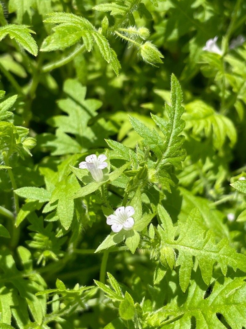 Ellisia nyctelea flower