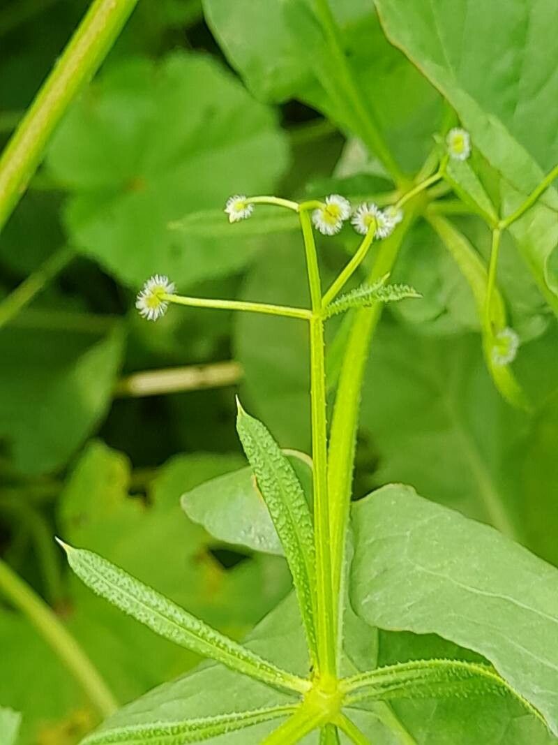 Galium spurium fruit