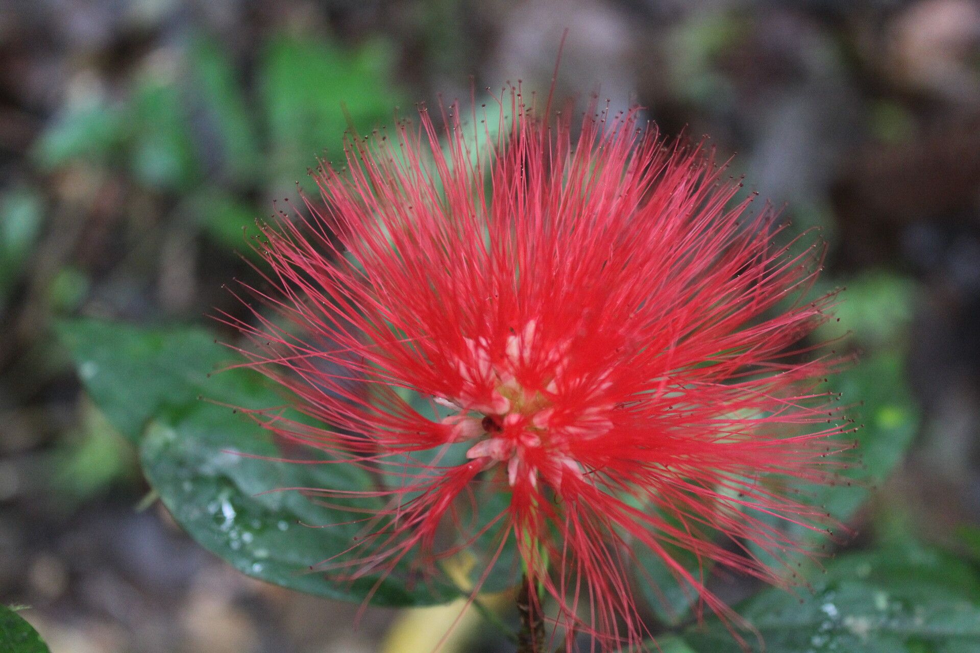 Calliandra rhodocephala flower
