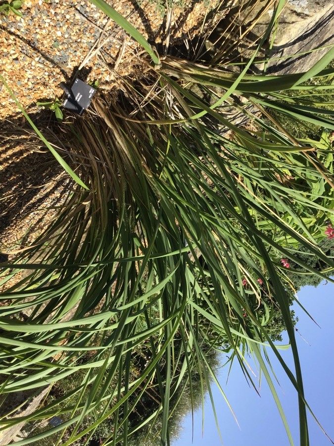 Moraea reticulata — houseplant care guide