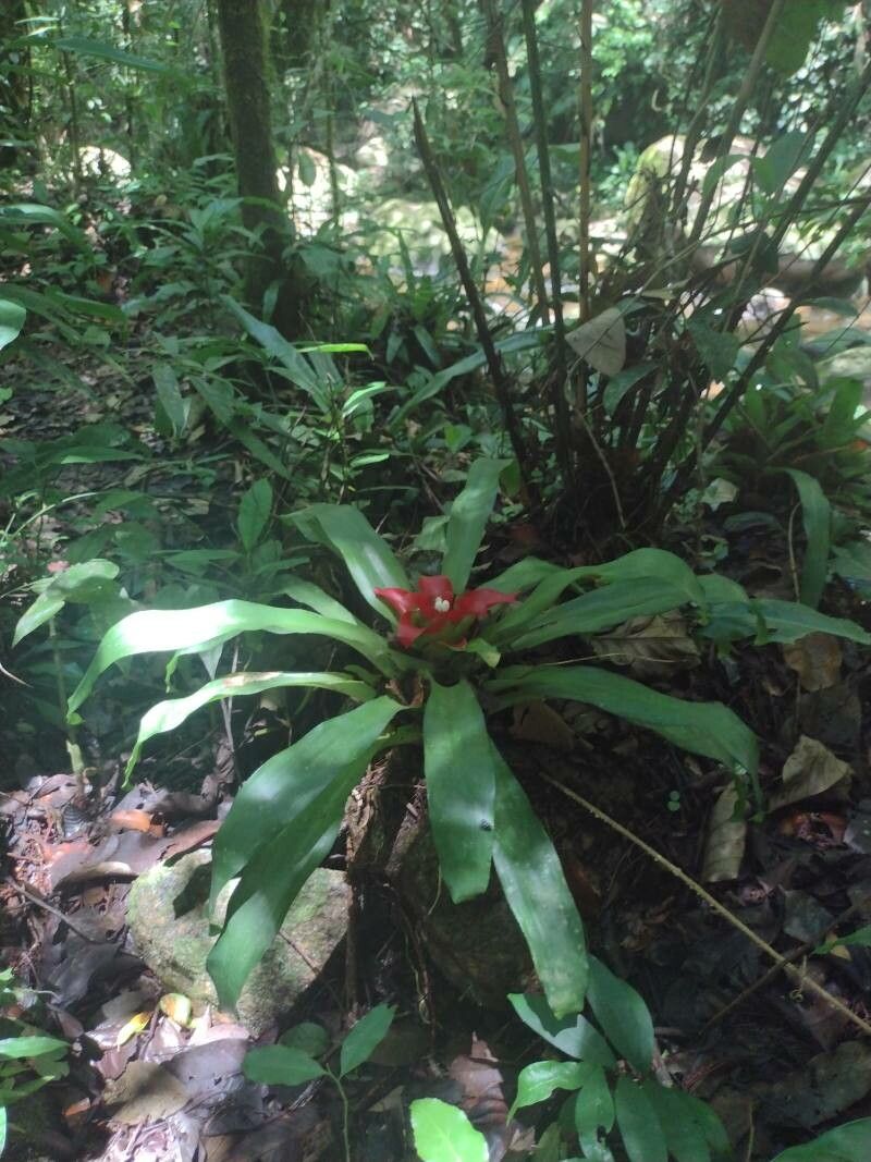 Tillandsia heliconioides flower