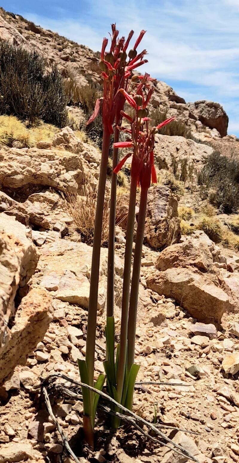 Zephyranthes graciliflora habit