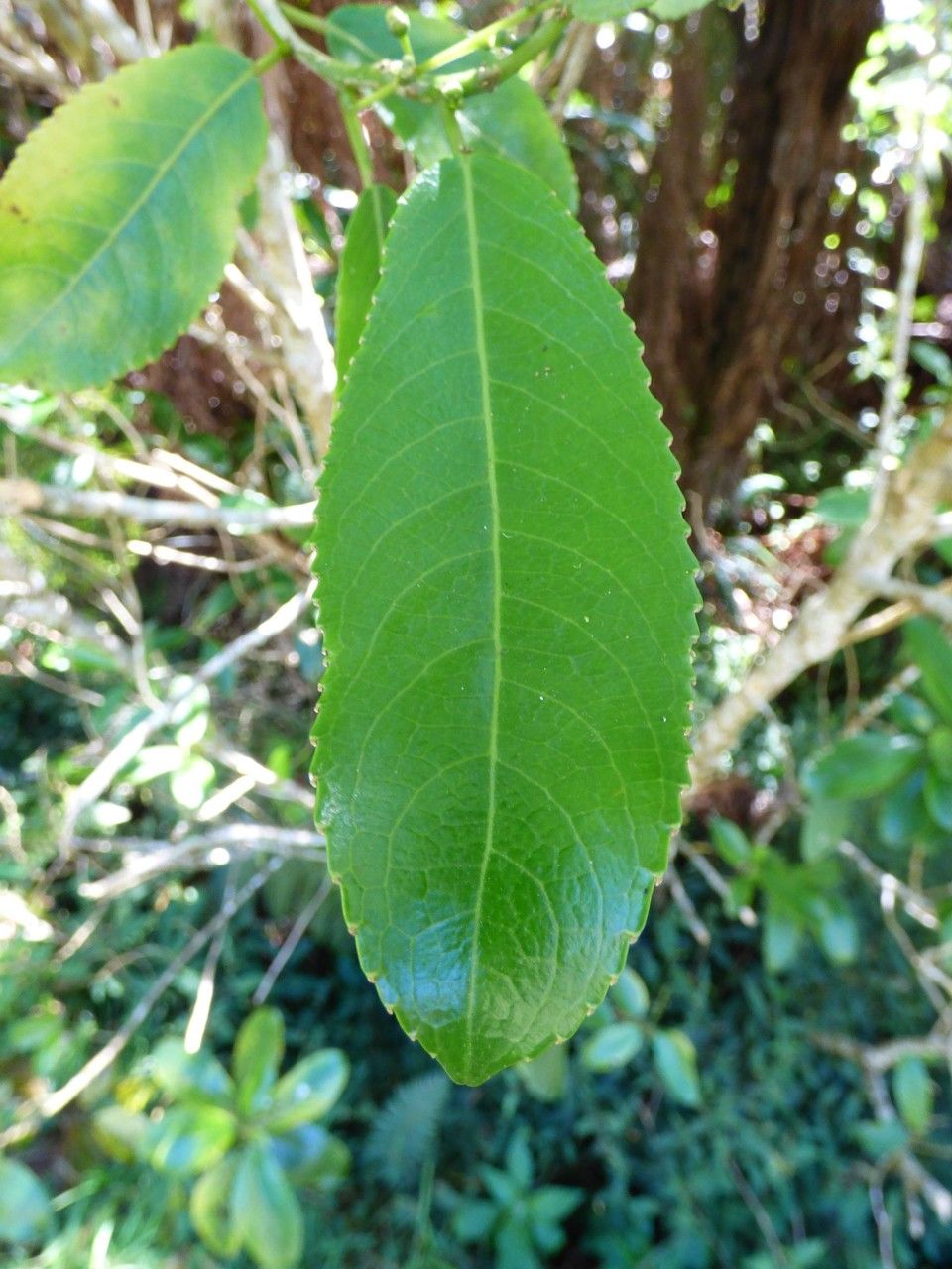 Claoxylon glandulosum leaf