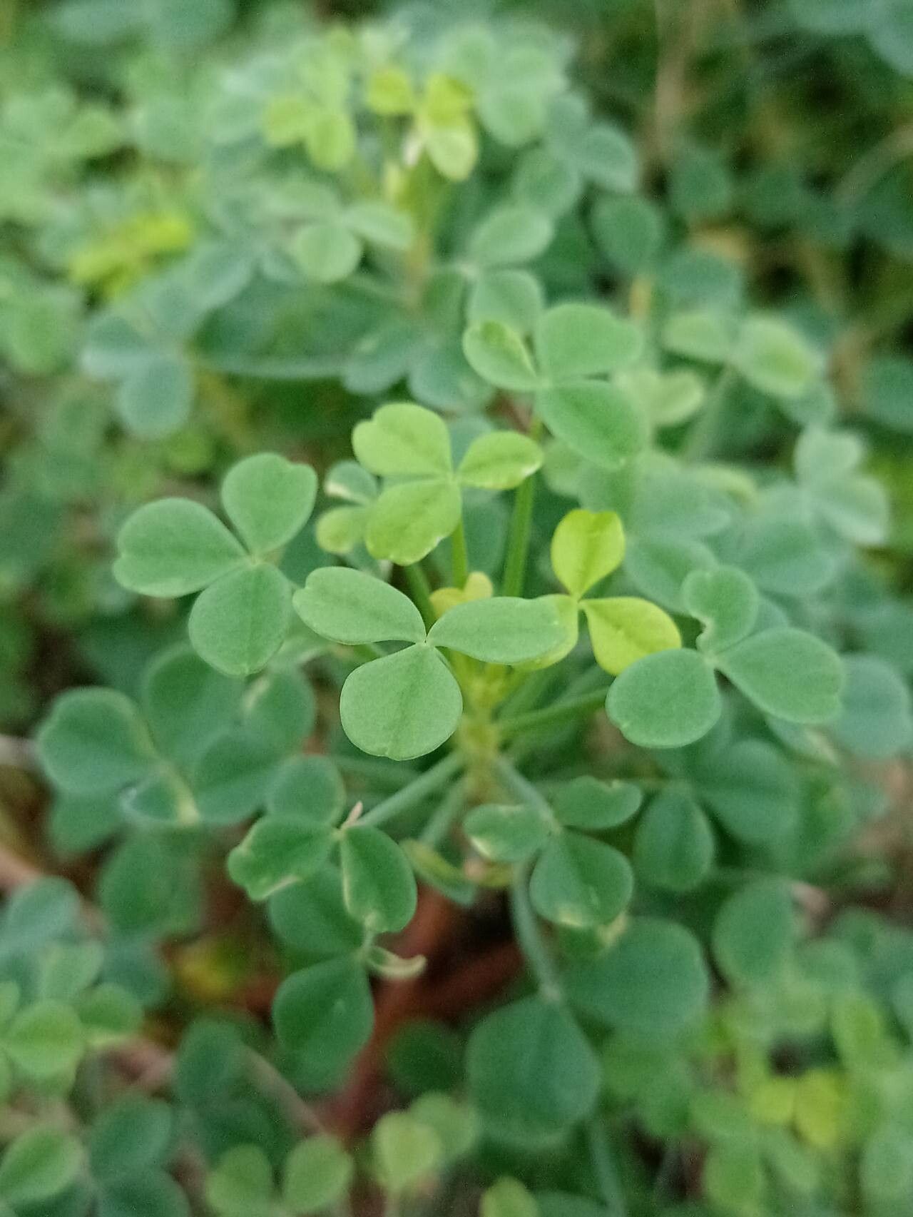 Oxalis ptychoclada — houseplant care guide