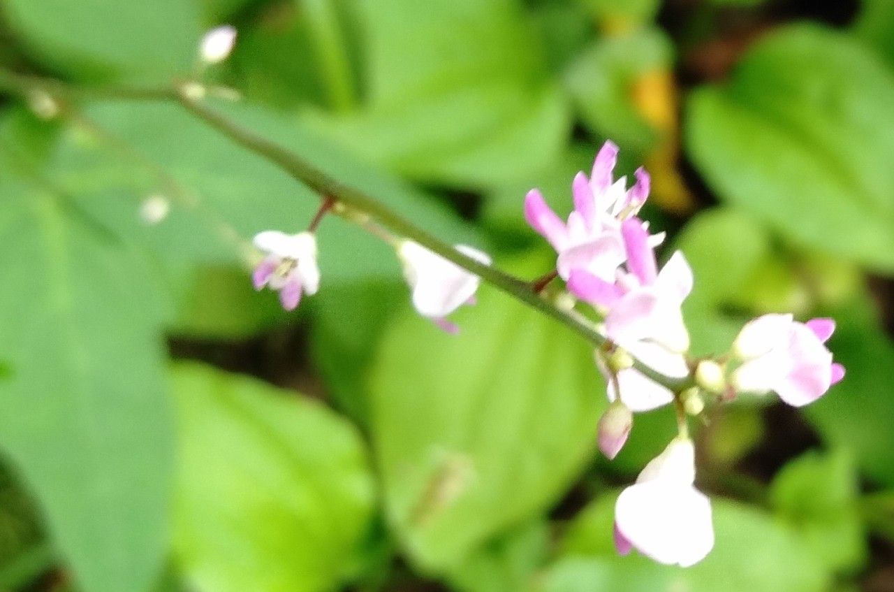 Hylodesmum podocarpum flower
