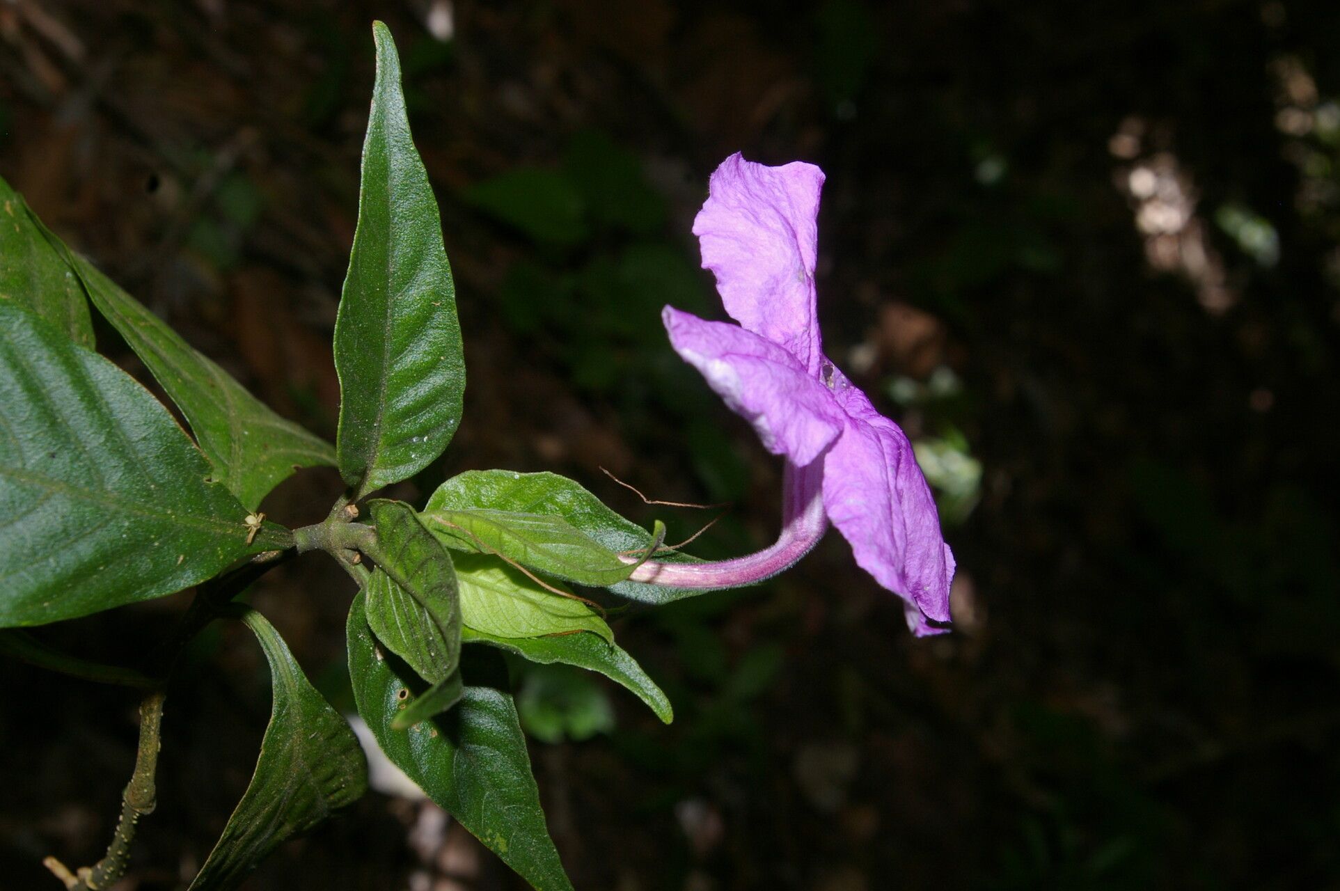 Ruellia matagalpae flower