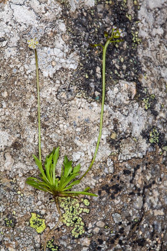 Teesdalia coronopifolia leaf
