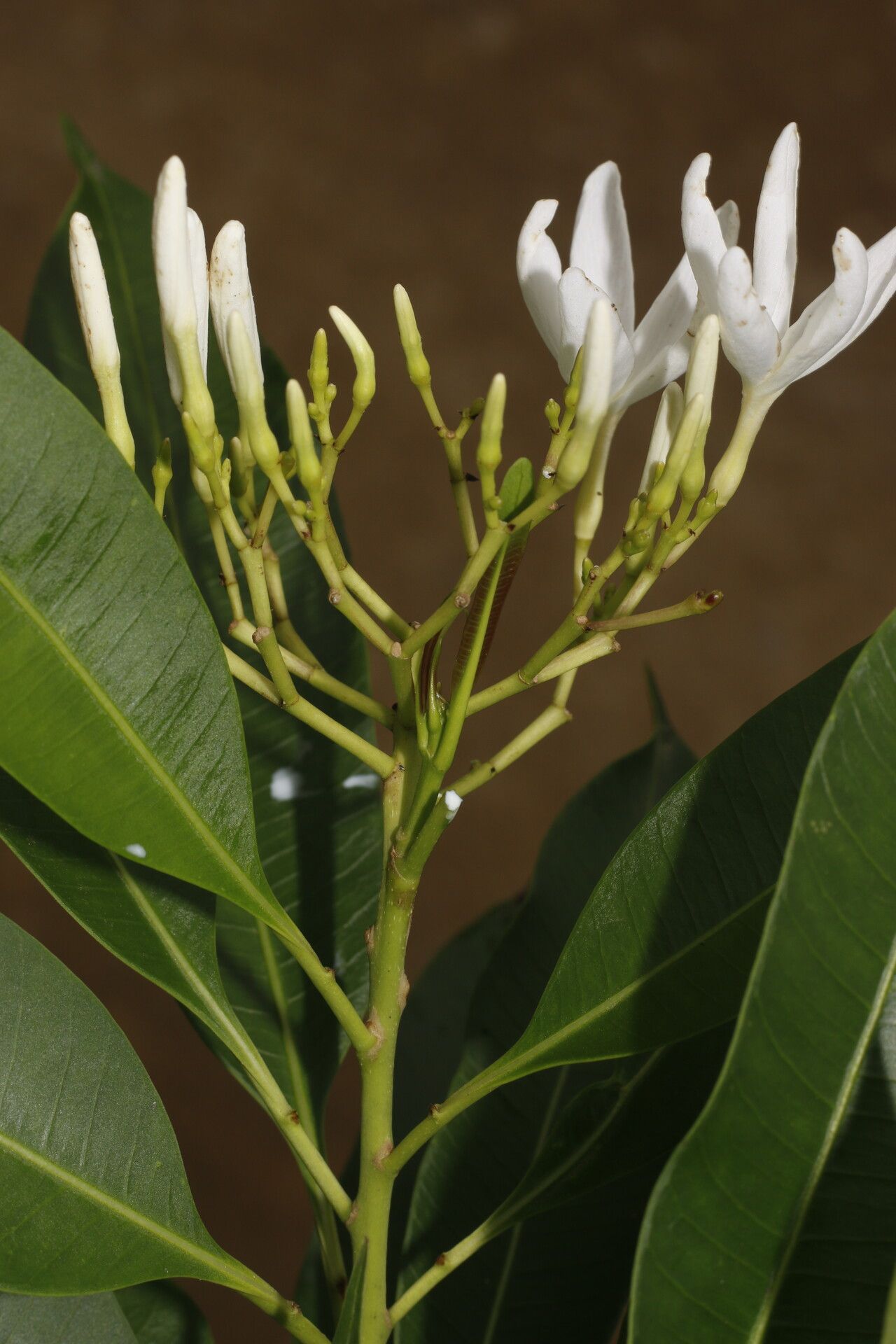 Mortoniella pittieri flower