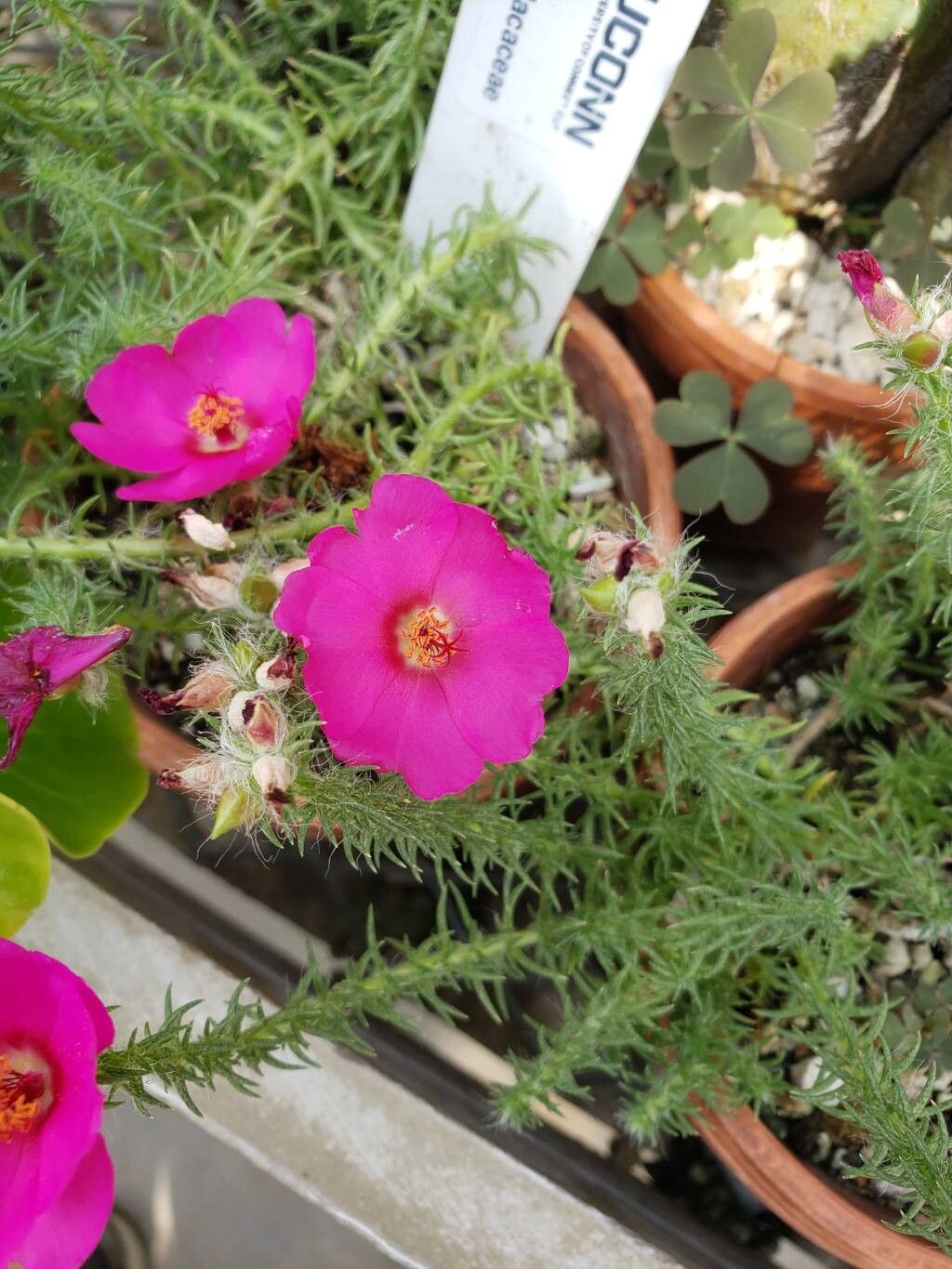 Portulaca eruca flower