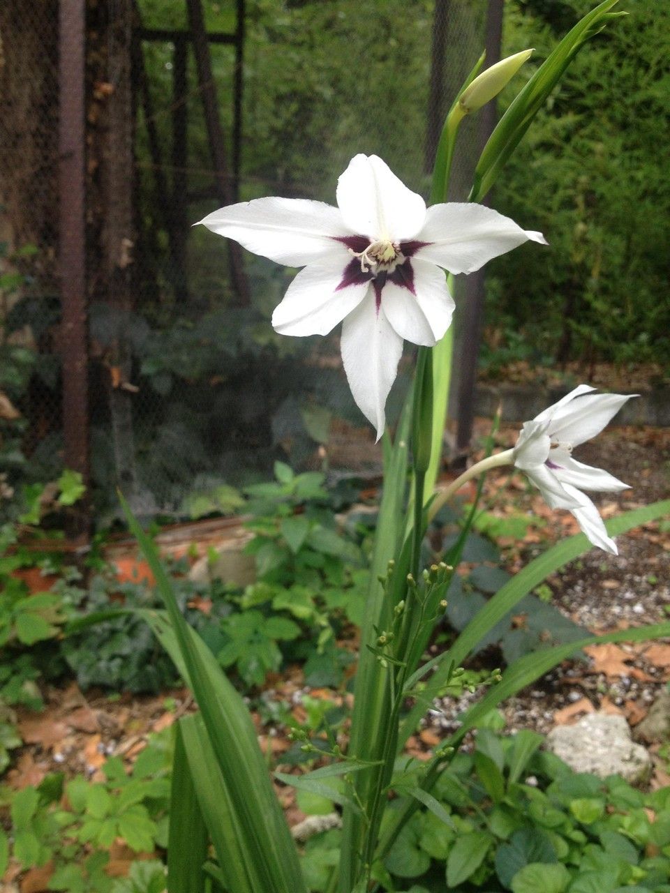 Gladiolus abyssinicus flower