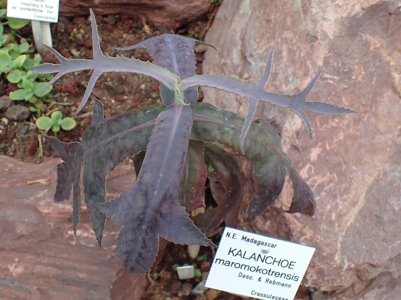Kalanchoe maromokotrensis habit