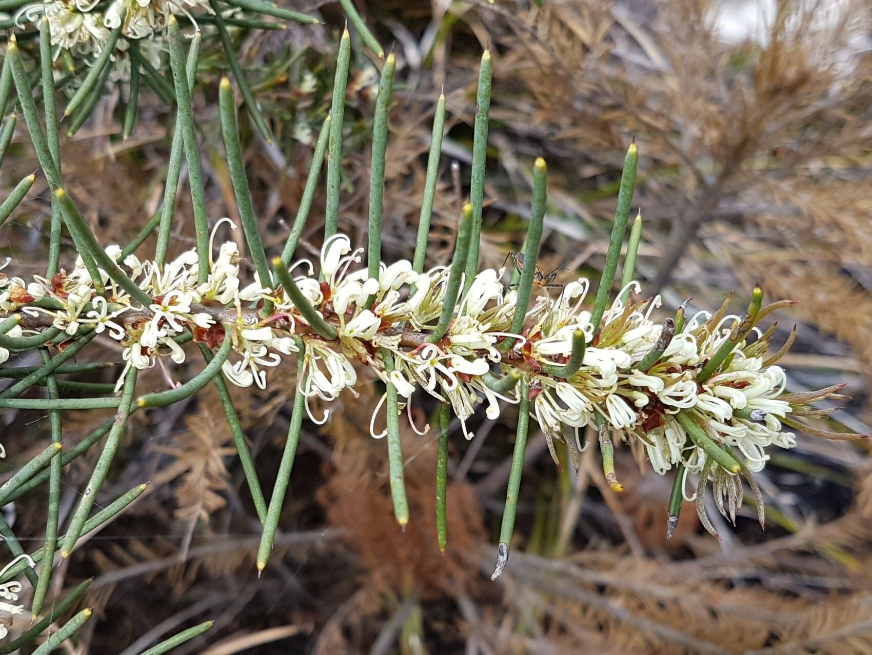 Hakea teretifolia flower