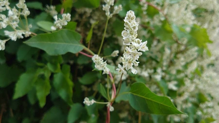Fallopia baldschuanica flower