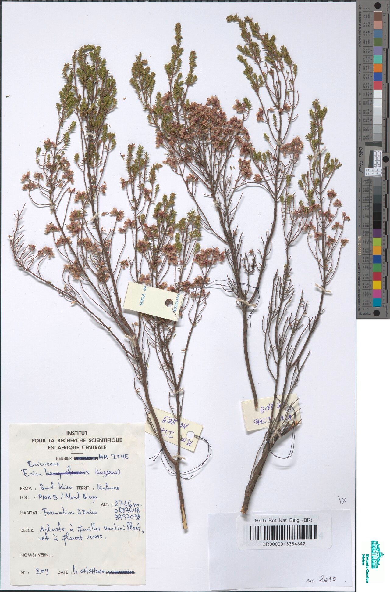 Erica kingaensis — search result for 'Erica'