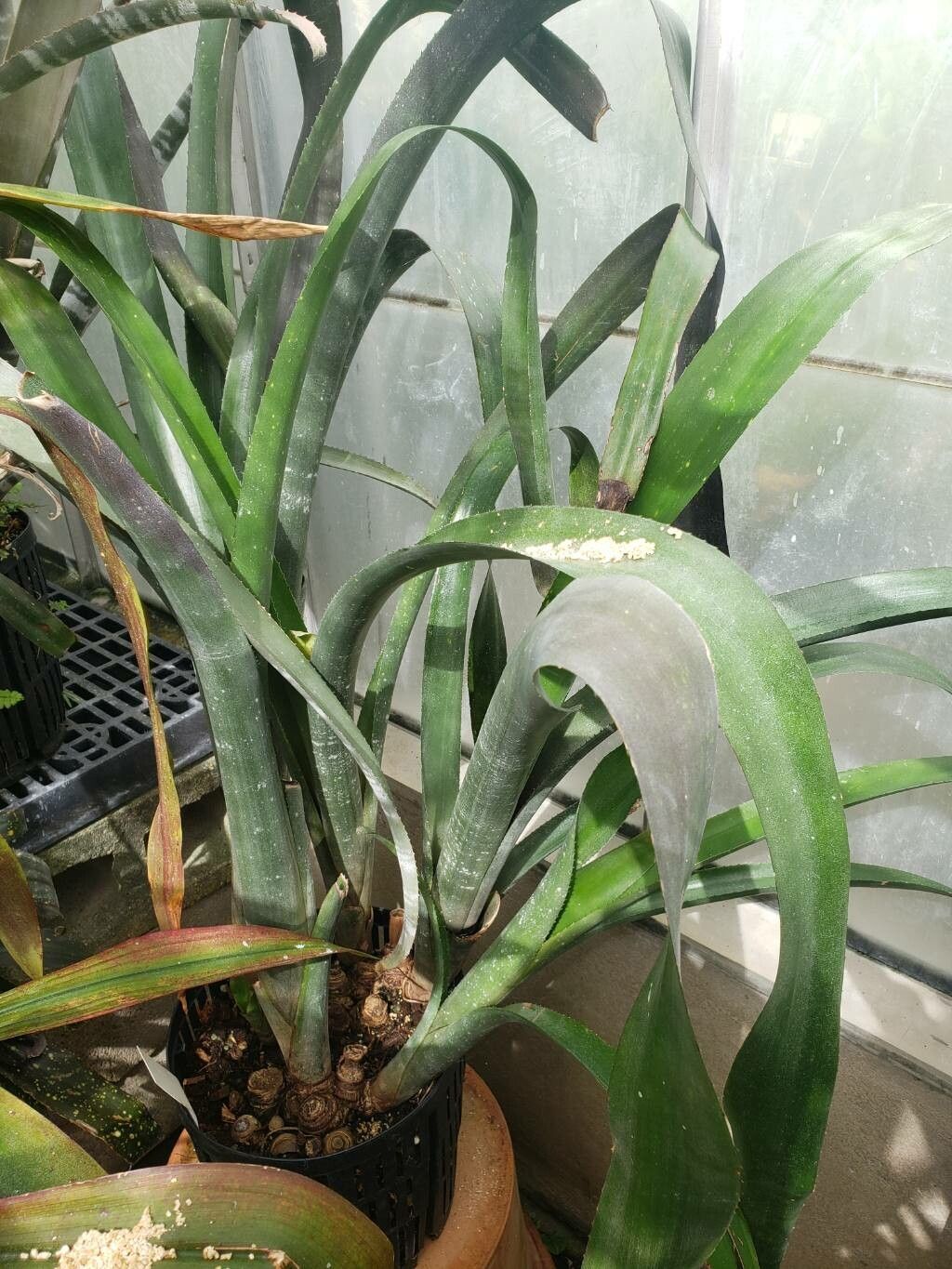 Billbergia porteana habit