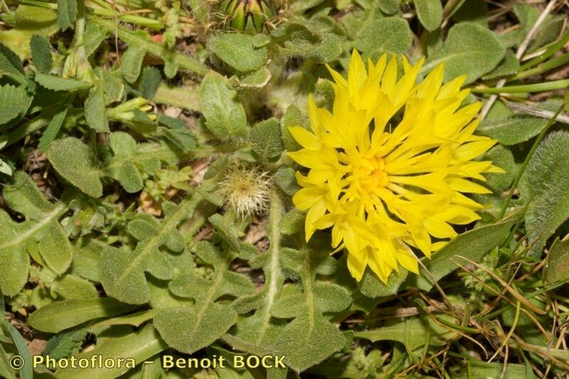 Centaurea involucrata habit