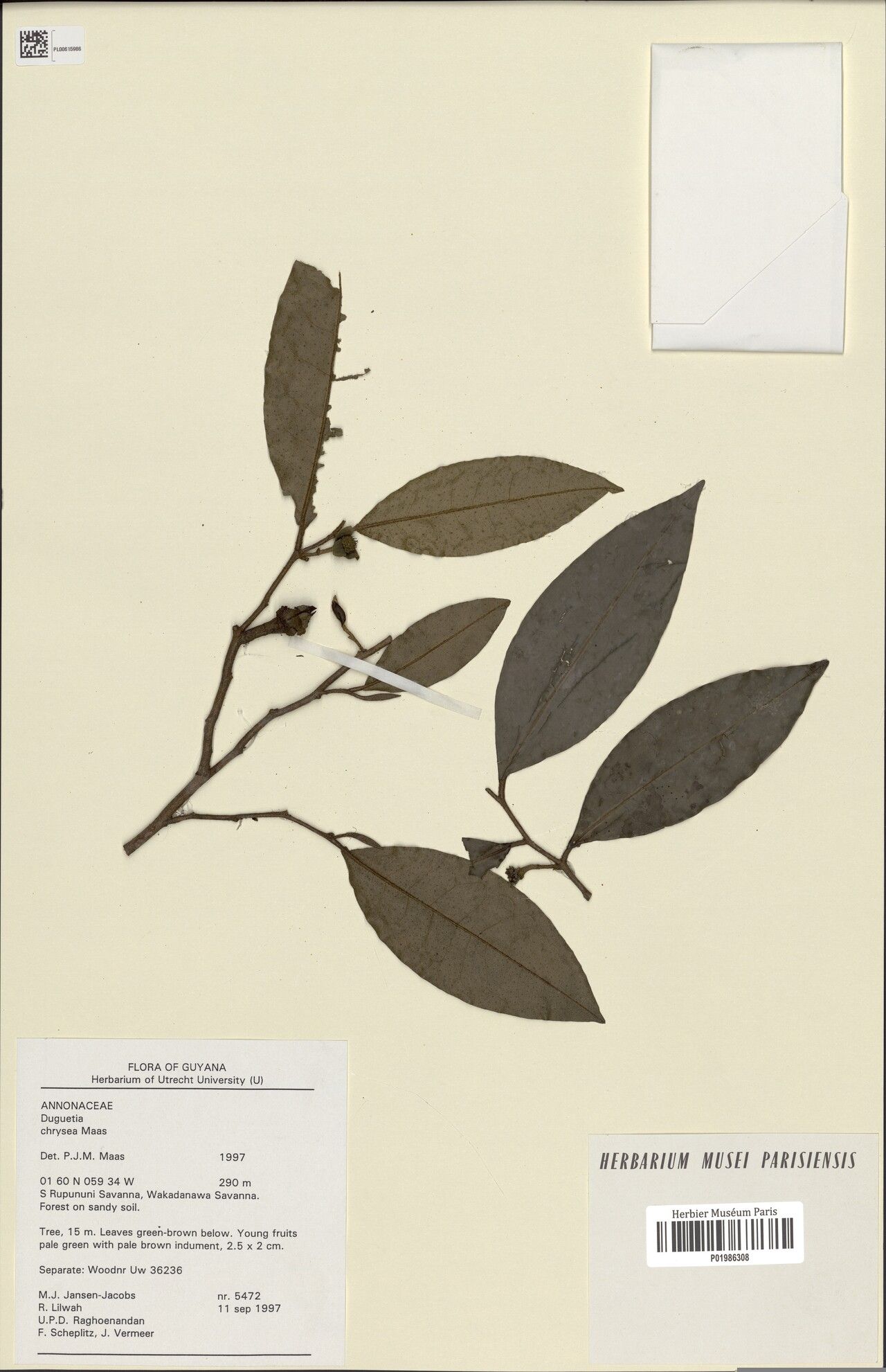 Duguetia chrysea — houseplant care guide