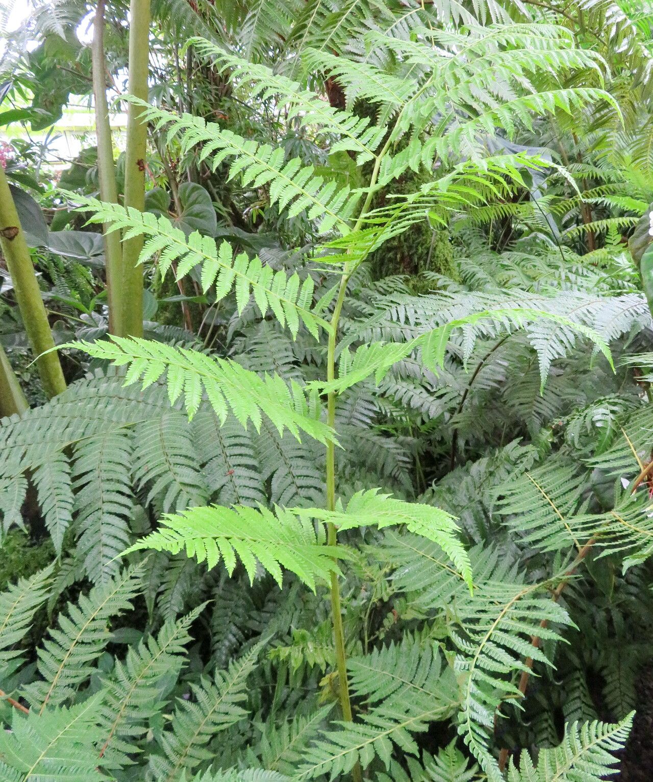 Cyathea microdonta leaf