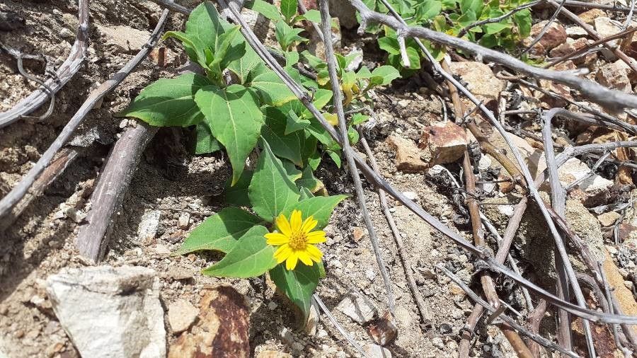 Venegasia carpesioides flower