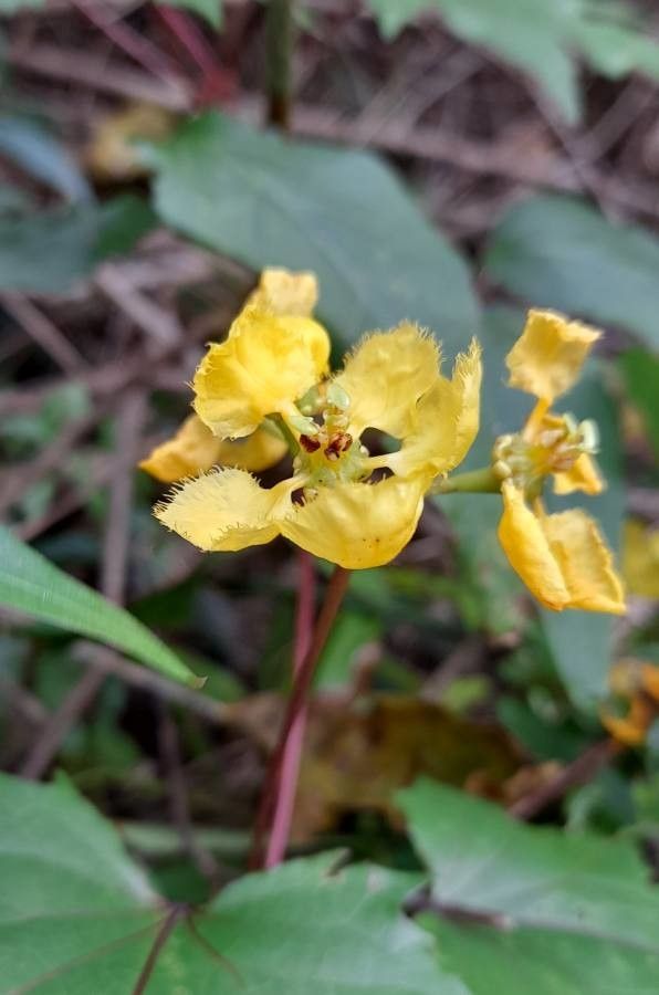 Stigmaphyllon jatrophifolium flower