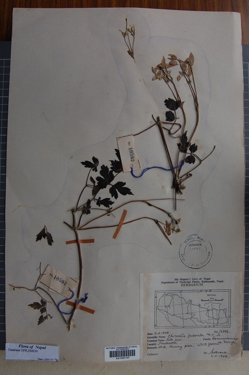 Clematis zemuensis other