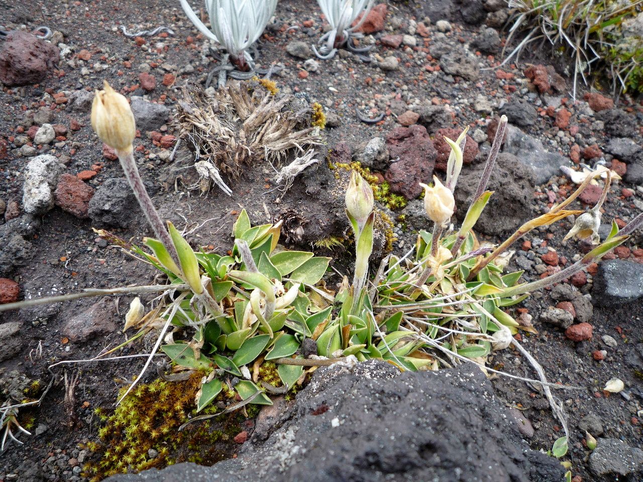 Silene thysanodes leaf
