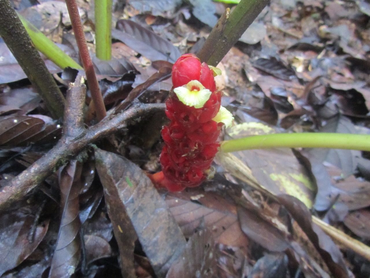 Renealmia pluriplicata flower