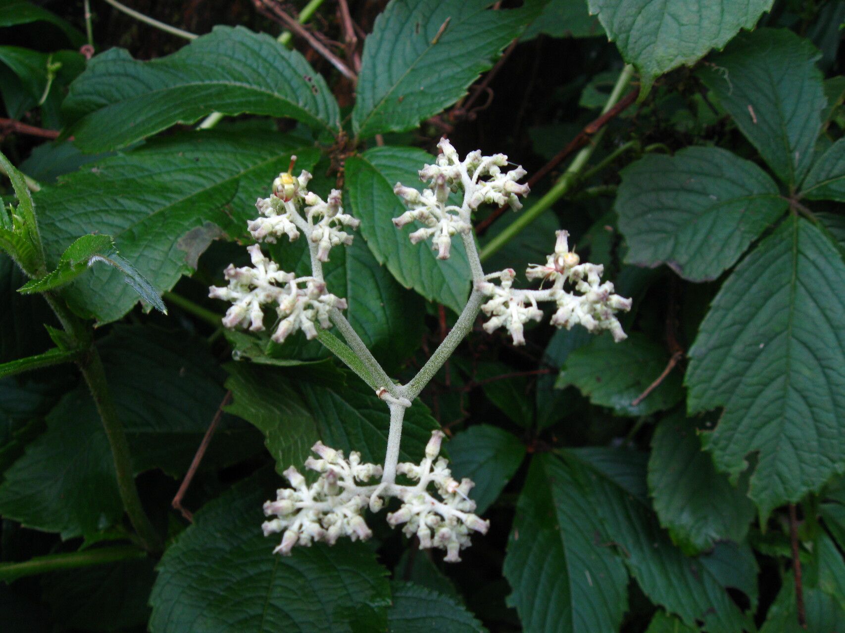 Cyphostemma mannii — houseplant care guide