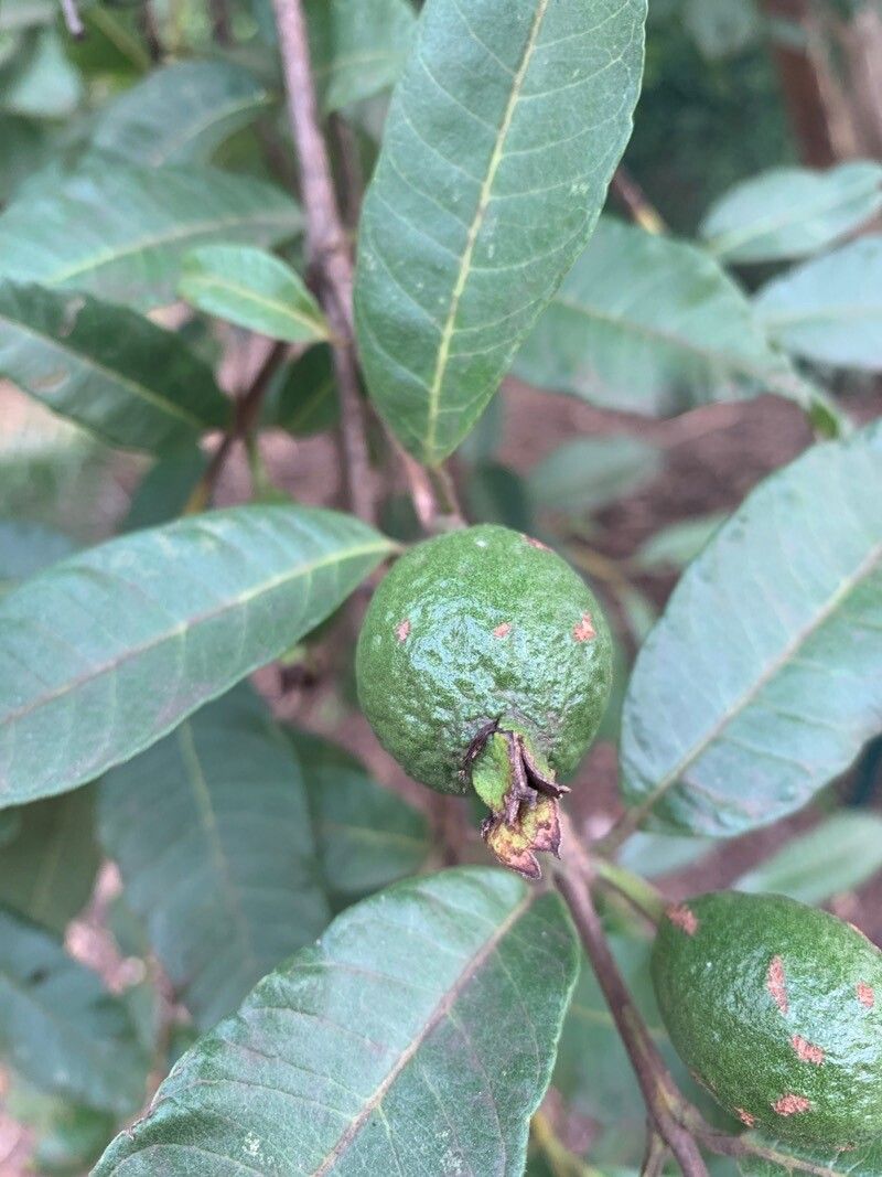 Psidium striatulum fruit