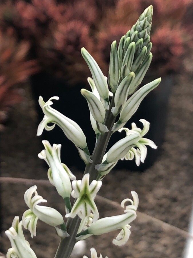 Haworthia arachnoidea flower