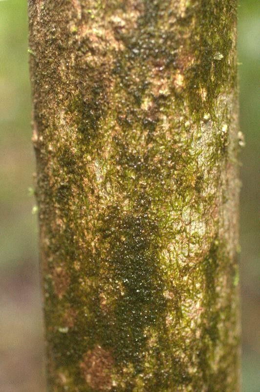 Anacardium spruceanum bark