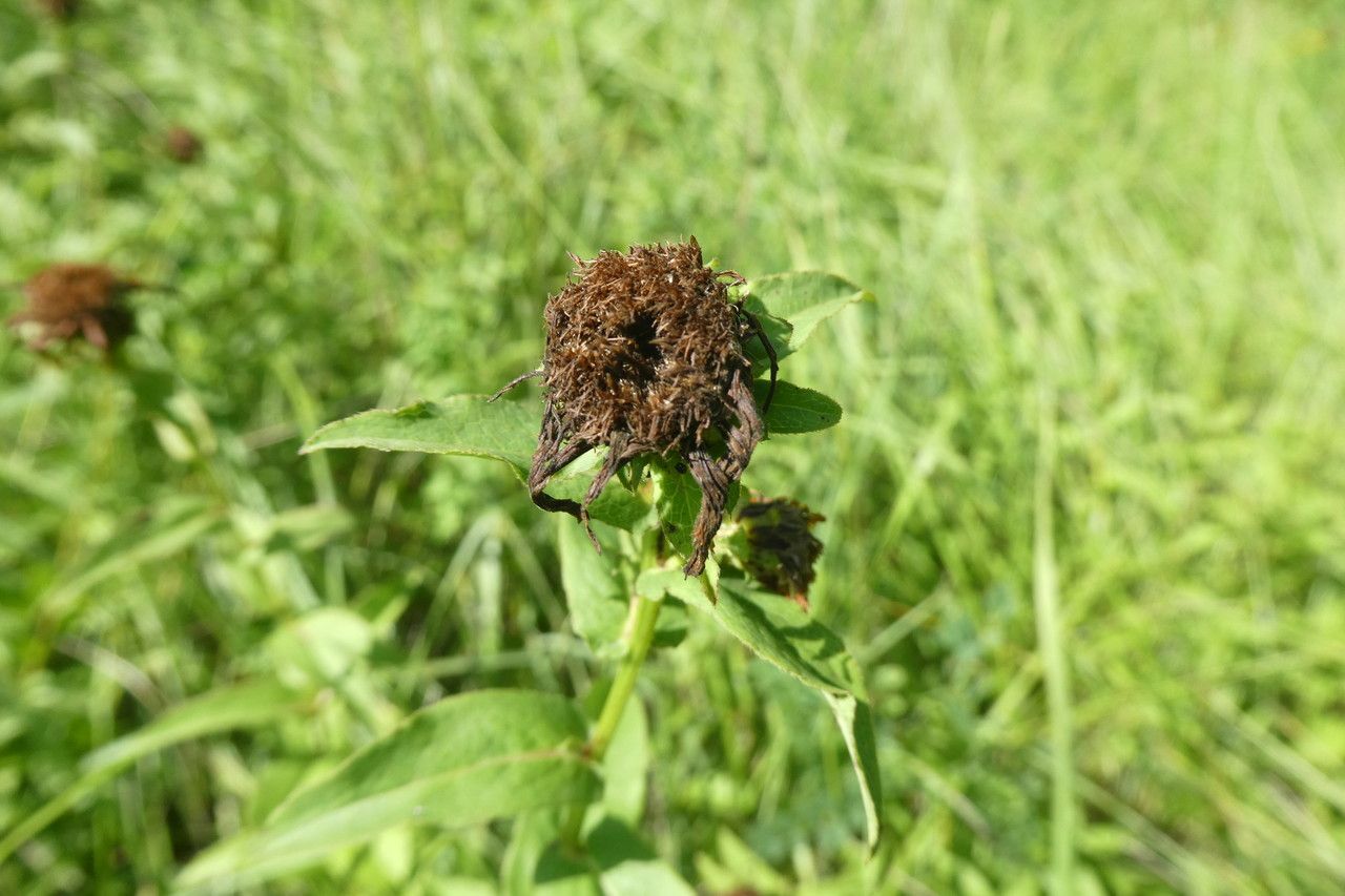 Inula salicina fruit