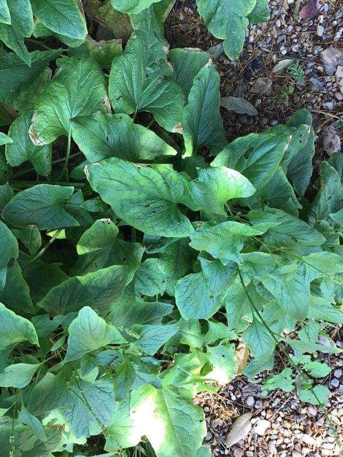 Chenopodium bonus-henricus — search result for 'Chenopodium'