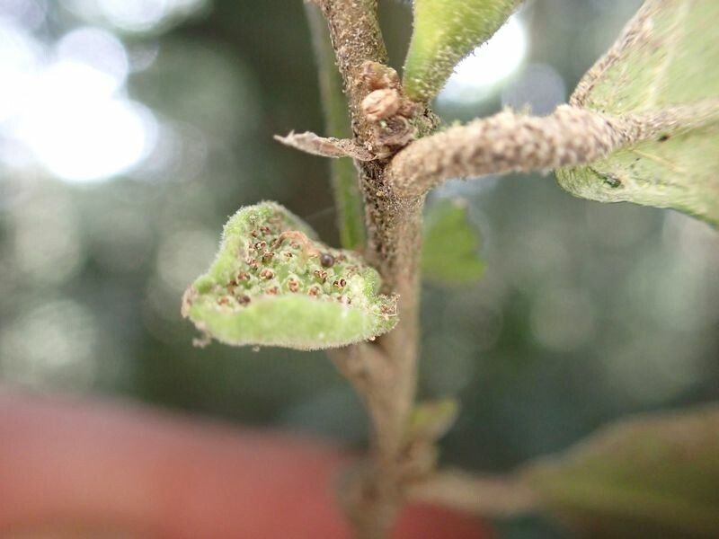 Dorstenia kameruniana flower