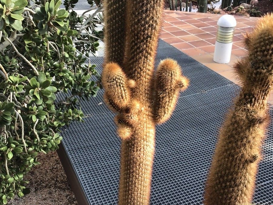 Cleistocactus orthogonus leaf