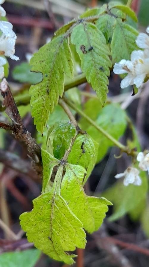 Serjania meridionalis leaf