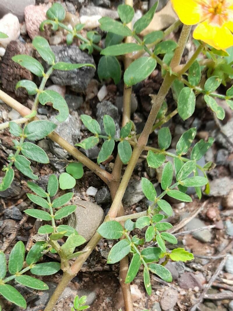 Kallstroemia tribuloides — houseplant care guide