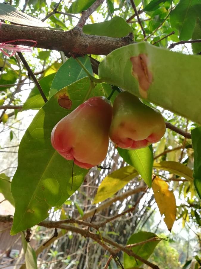 Syzygium samarangense fruit