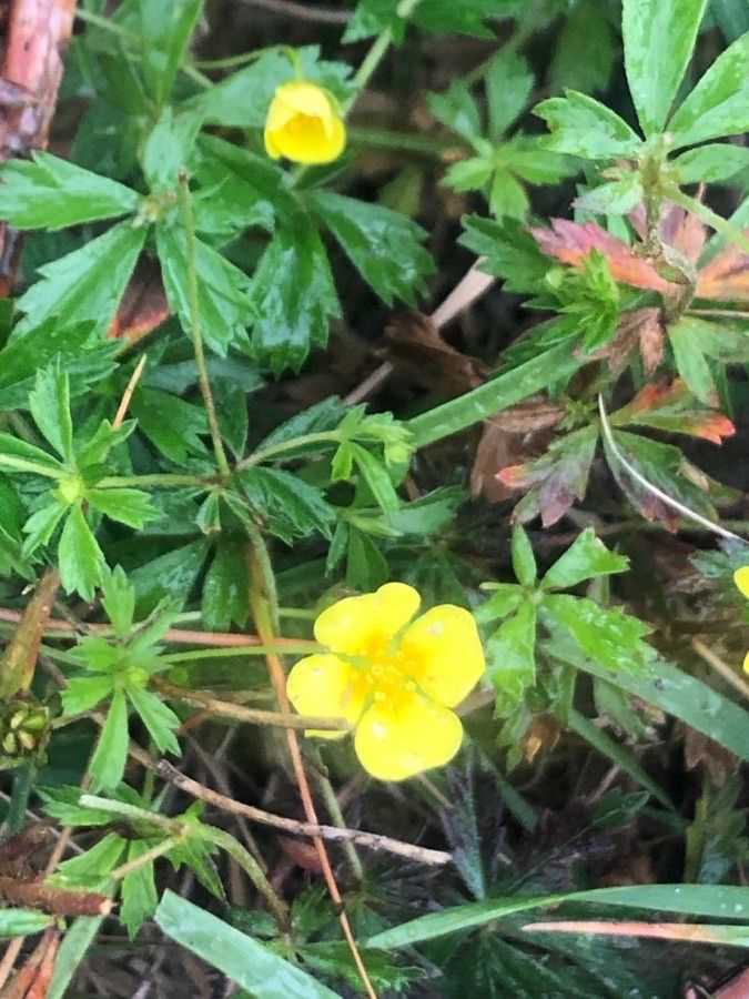 Potentilla erecta flower