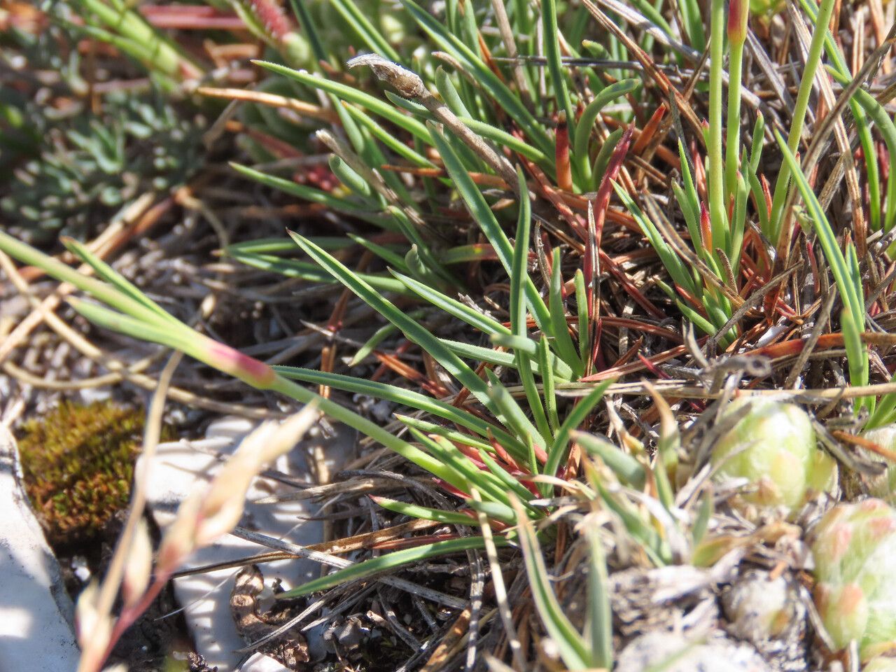 Dianthus sylvestris — search result for 'Greece'