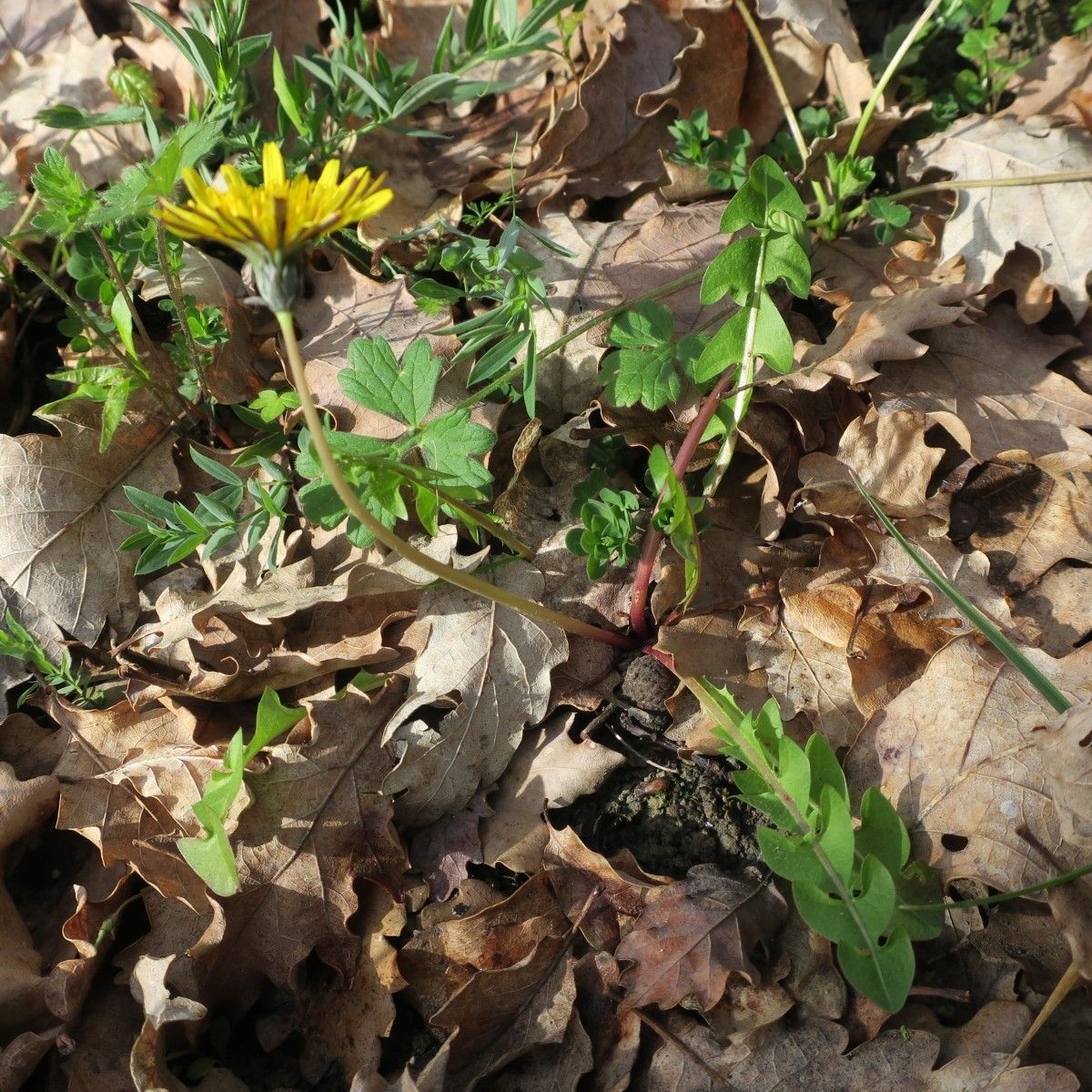 Taraxacum aquitanum habit