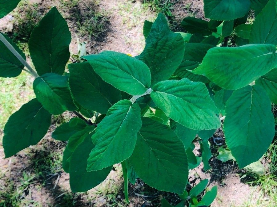 Viburnum burejaeticum — search result for 'Mongolia'