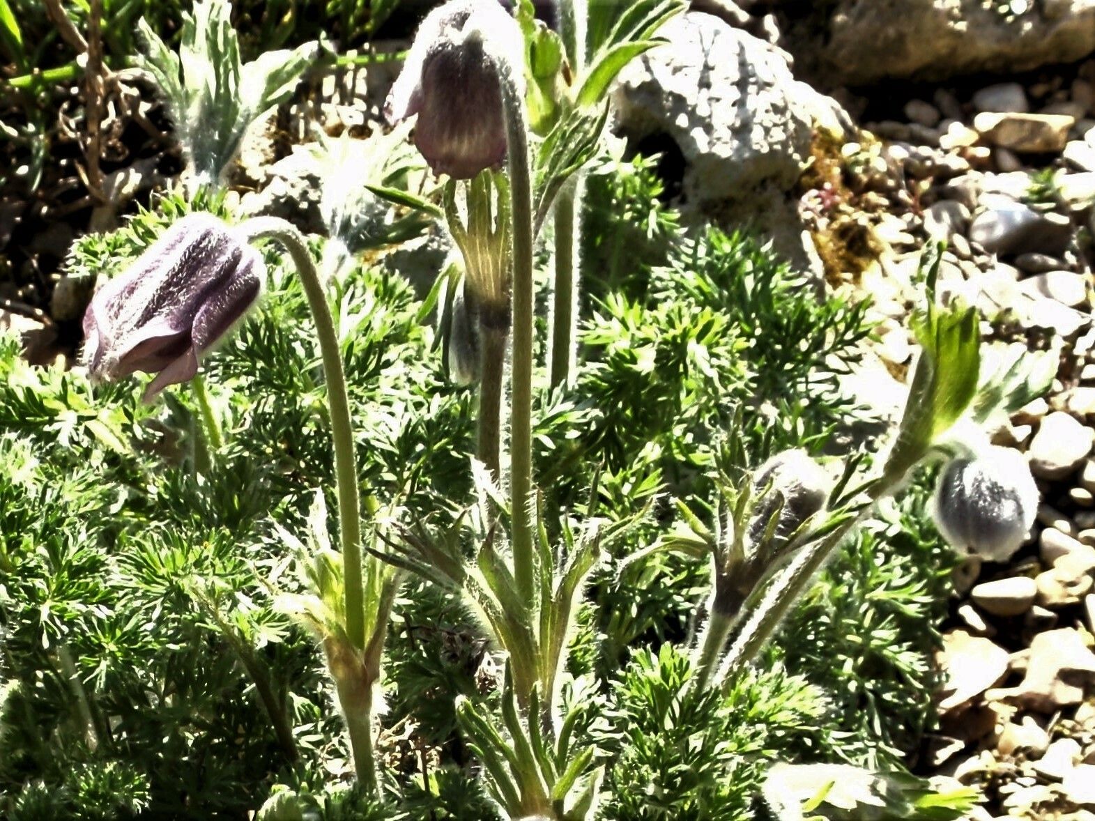 Pulsatilla violacea — search result for 'Pulsatilla'