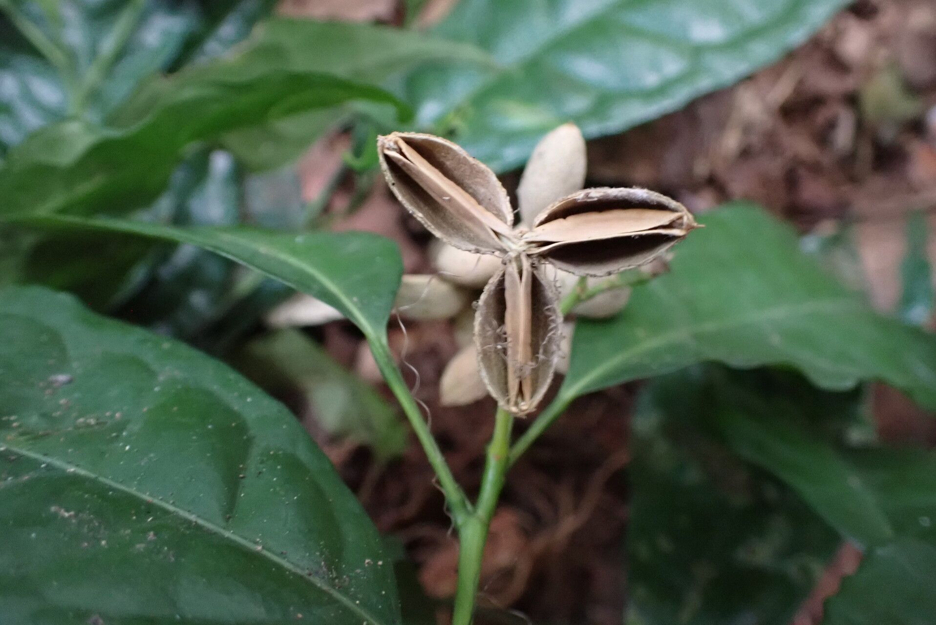 Rinorea cerasifolia fruit