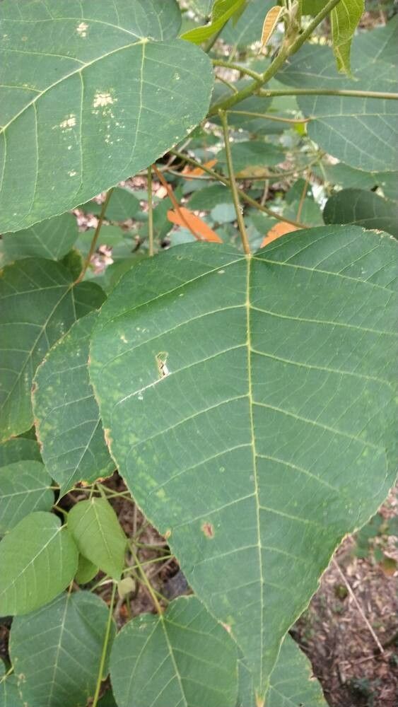 Croton ferrugineus — houseplant care guide